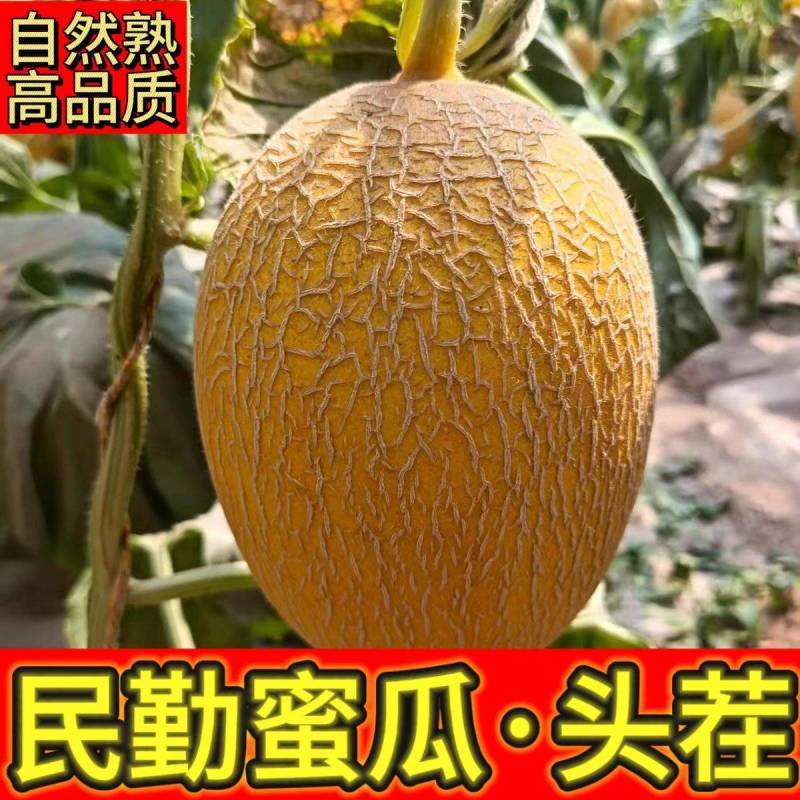 《金色年华》民勤蜜瓜/产地货源/全国供应/视频看货