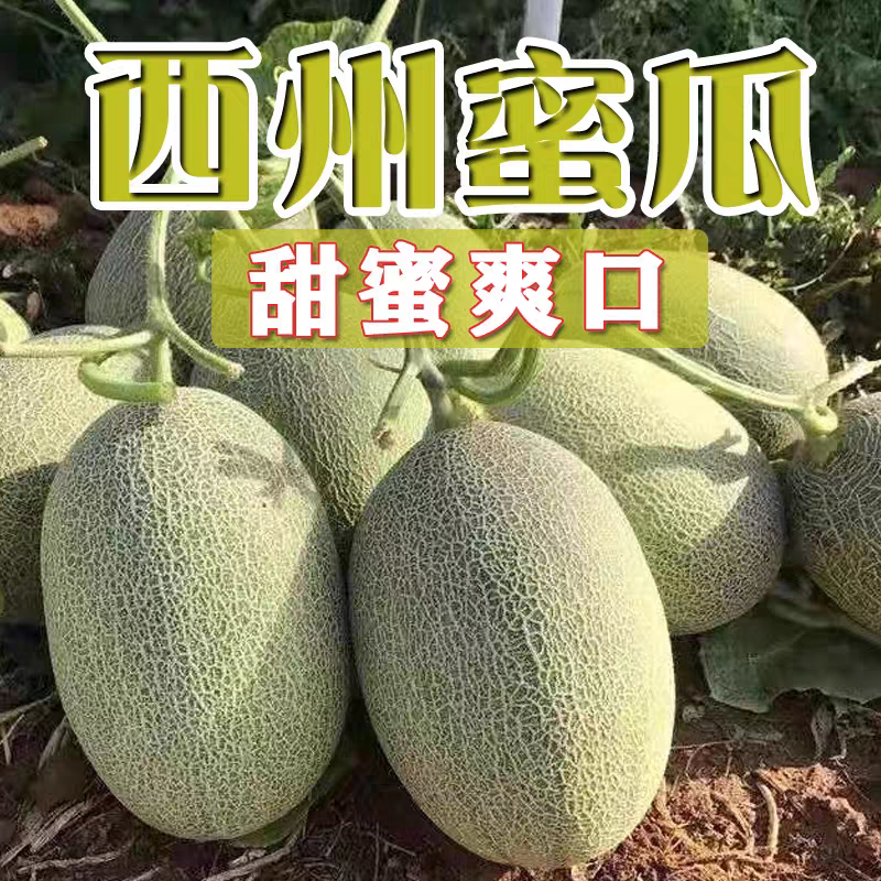 《金色年华》民勤蜜瓜/产地货源/全国供应/视频看货