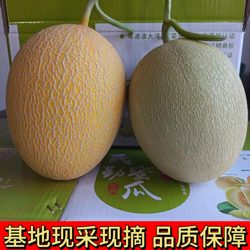 《金色年华》民勤蜜瓜/产地货源/全国供应/视频看货