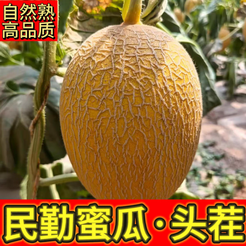 《金色年华》民勤蜜瓜/产地货源/全国供应/视频看货
