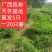广西良种天冬直供可视频现挖高产量成活率高薯仔多有塑源基地