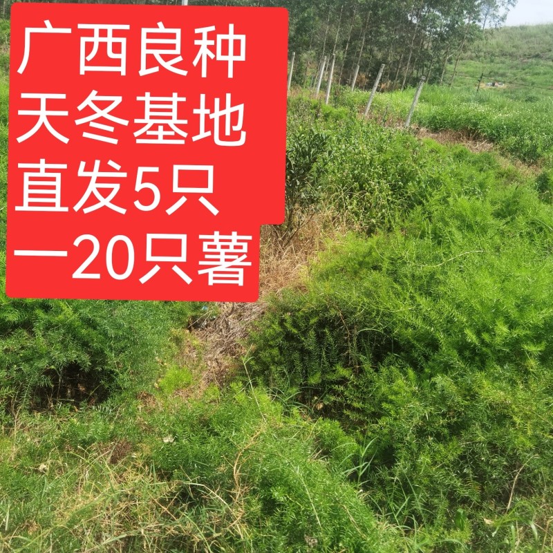 广西良种天冬直供可视频现挖高产量成活率高薯仔多有塑源基地