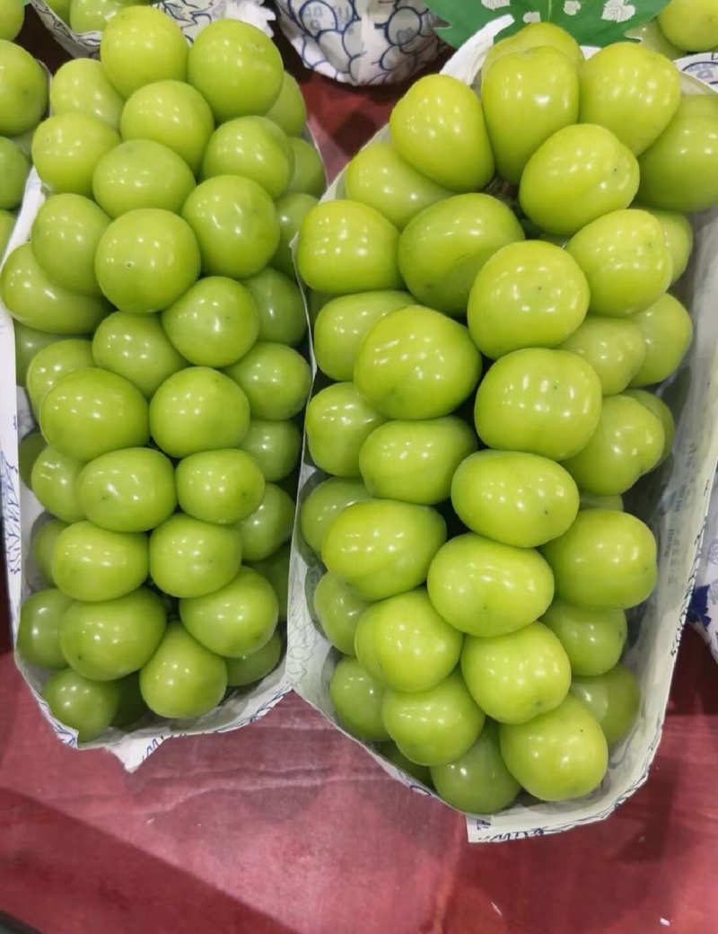 湖北葡萄精品阳光玫瑰产地直供量大从优甜度高联系