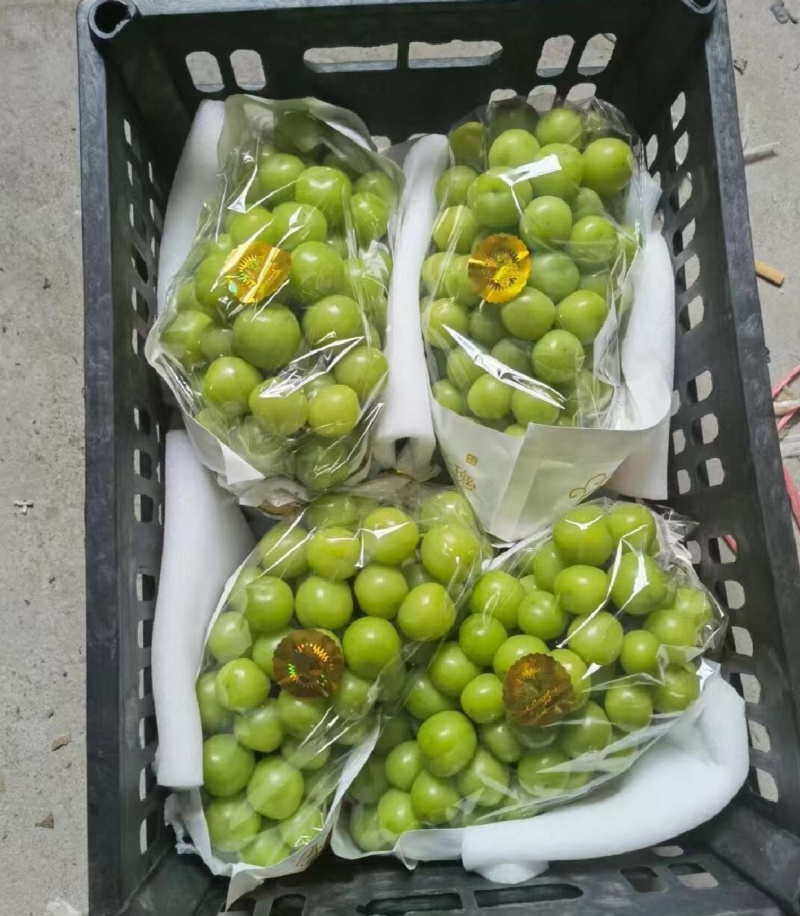 湖北葡萄精品阳光玫瑰产地直供量大从优甜度高联系