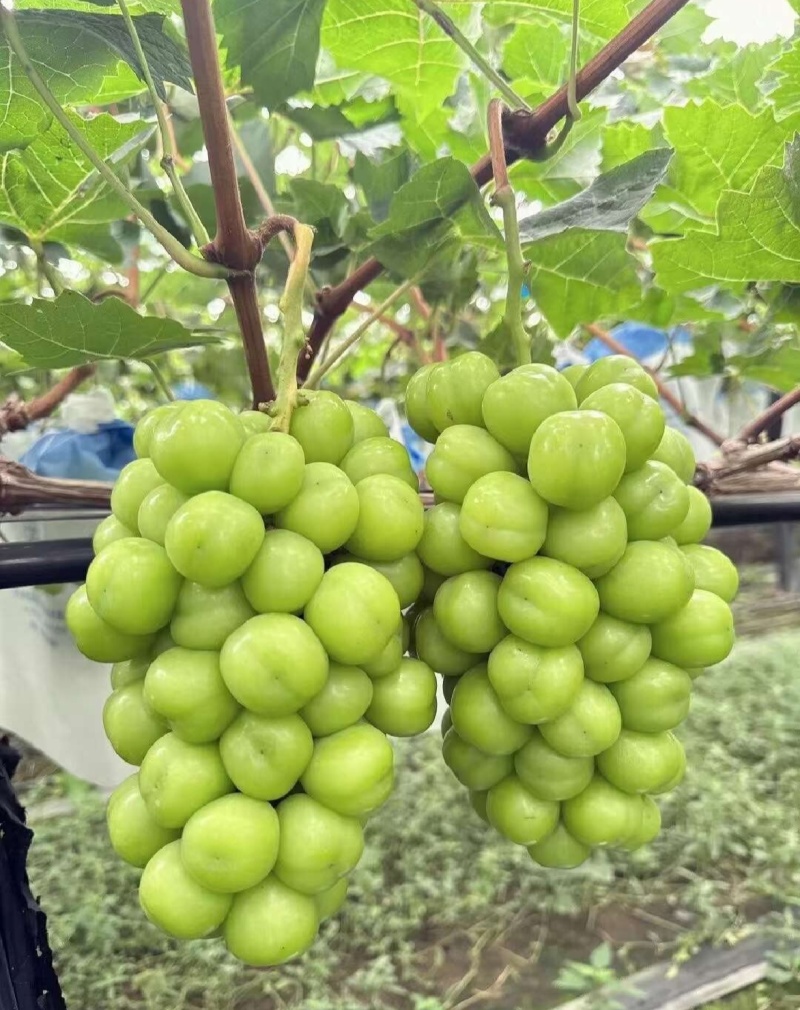 湖北葡萄精品阳光玫瑰产地直供量大从优甜度高联系
