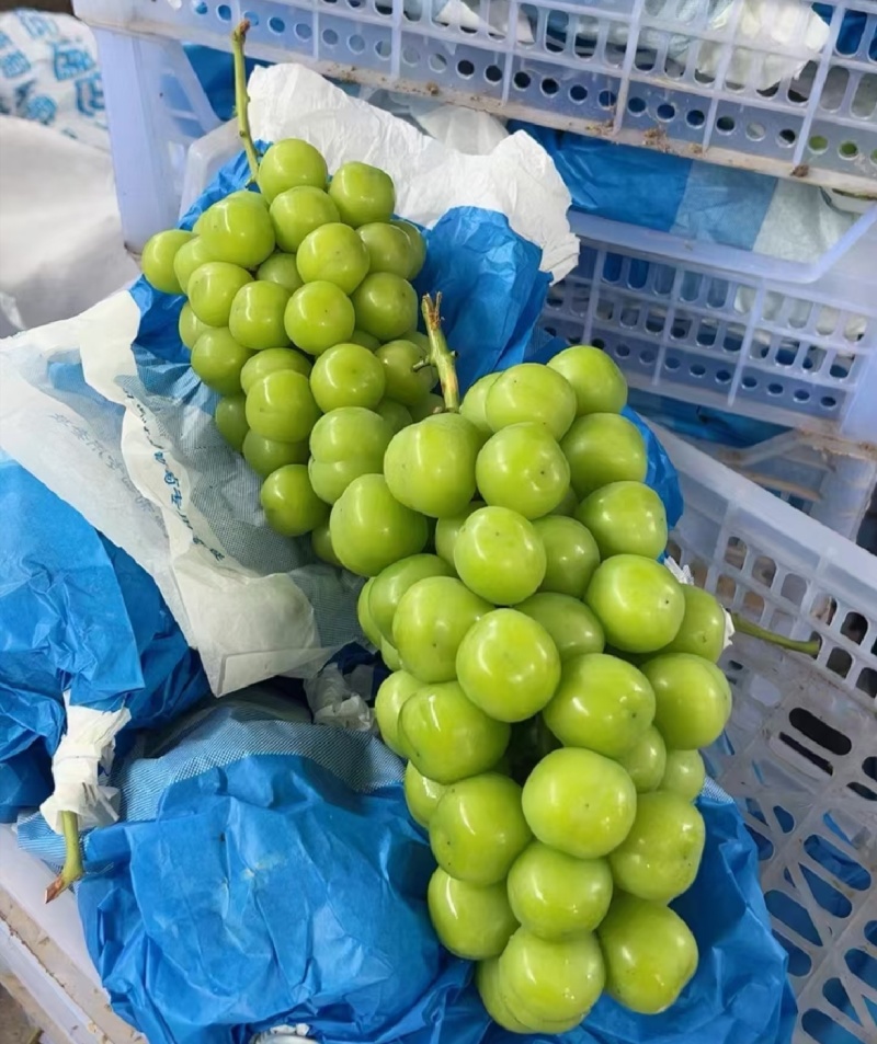 湖北葡萄精品阳光玫瑰产地直供量大从优甜度高联系