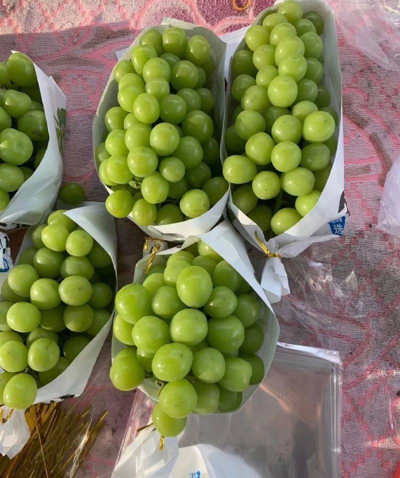 湖北葡萄精品阳光玫瑰产地直供量大从优甜度高联系
