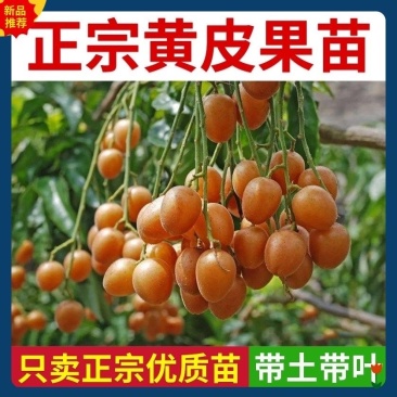 广西无核黄皮果高产鸡心黄皮果品质保证南方种植嫁接苗