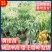 广西无核黄皮果高产鸡心黄皮果品质保证南方种植嫁接苗