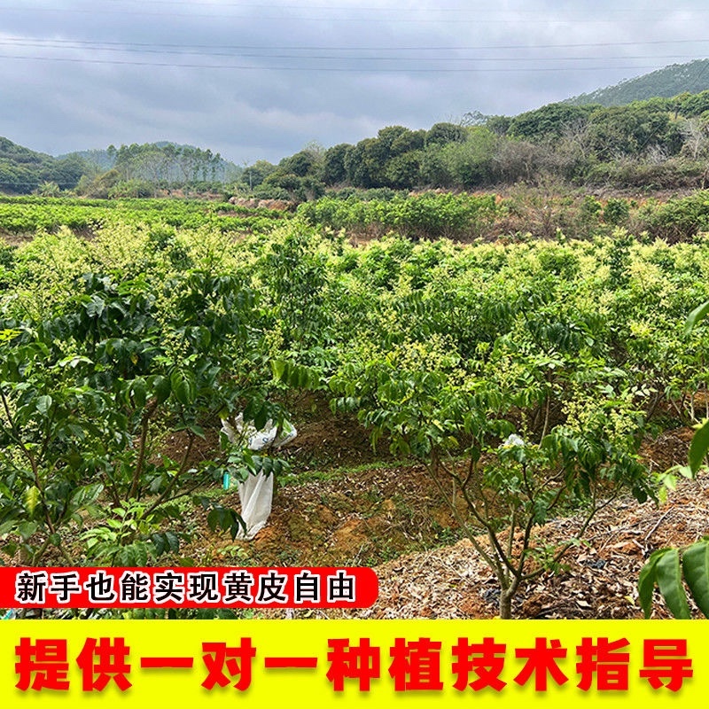 广西无核黄皮果高产鸡心黄皮果品质保证南方种植嫁接苗