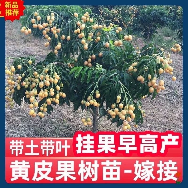 广西无核黄皮果高产鸡心黄皮果品质保证南方种植嫁接苗