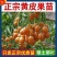 广西无核黄皮果高产鸡心黄皮果品质保证南方种植嫁接苗