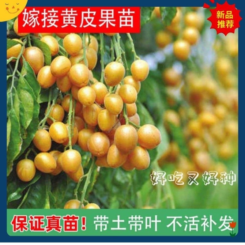 广西无核黄皮果高产鸡心黄皮果品质保证南方种植嫁接苗