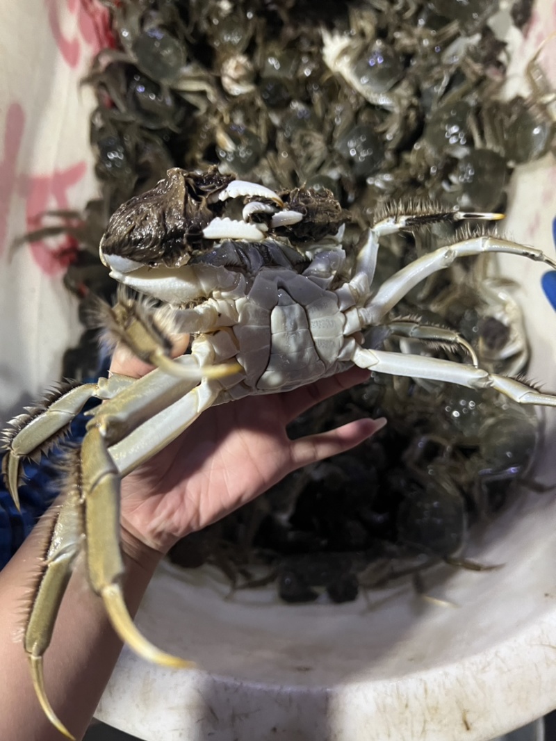盘锦精品河蟹稻田蟹水库蟹青壳白板货源充足