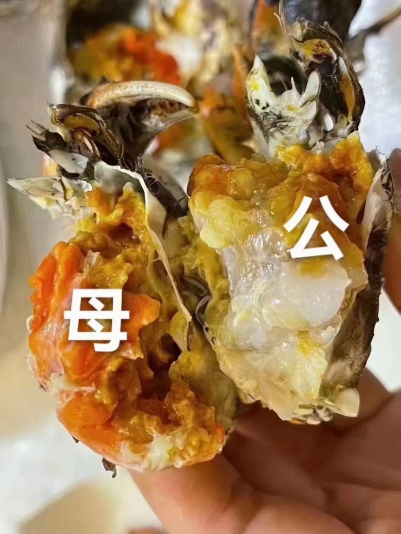 盘锦精品河蟹稻田蟹水库蟹青壳白板货源充足