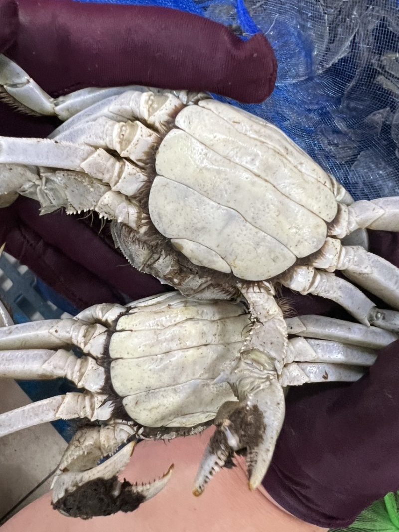 盘锦精品河蟹稻田蟹水库蟹青壳白板货源充足