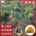 广西芒果树苗基地货源充足品质保证各种品种都有