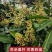 广西芒果树苗基地货源充足品质保证各种品种都有