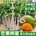 广西芒果树苗基地货源充足品质保证各种品种都有
