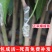 广西芒果树苗基地货源充足品质保证各种品种都有