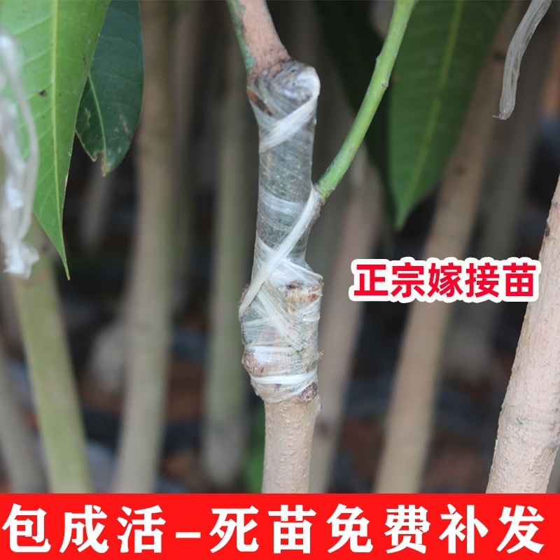 广西芒果树苗基地货源充足品质保证各种品种都有
