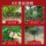 广西芒果树苗基地货源充足品质保证各种品种都有