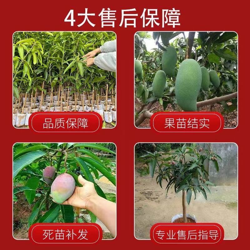 广西芒果树苗基地货源充足品质保证各种品种都有