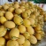 甘肃民勤产区金色年华哈密瓜，品质好，糖度高！大量现货持续