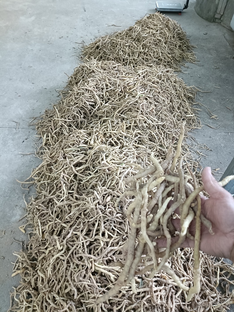野生玉竹条，无硫加工，自然风干，煲汤炖肉不二之选