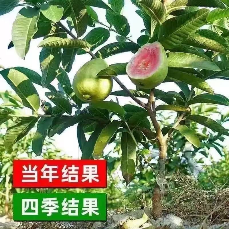 广西番石榴树苗原土发货全国四季可种苗木基地货源充足