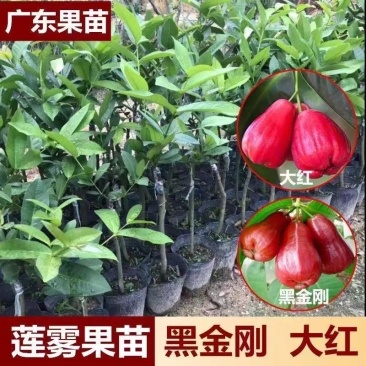 莲雾树苗广西苗木基地各种规格都有，欢迎咨询货源充足