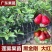 莲雾树苗广西苗木基地各种规格都有，欢迎咨询货源充足