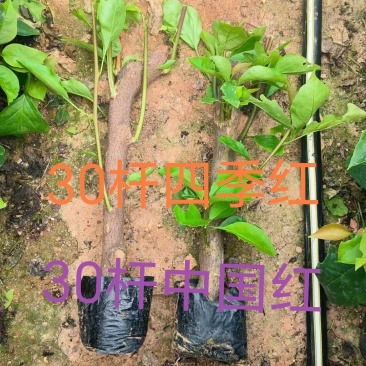 70多个三角梅品种小苗，基地直发