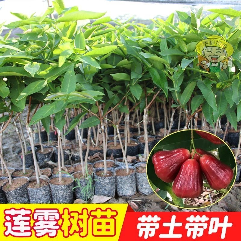 莲雾树苗广西苗木基地各种规格都有，欢迎咨询货源充足