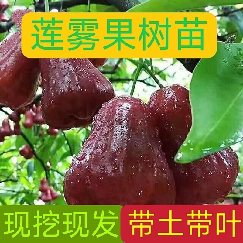 莲雾树苗广西苗木基地各种规格都有，欢迎咨询货源充足