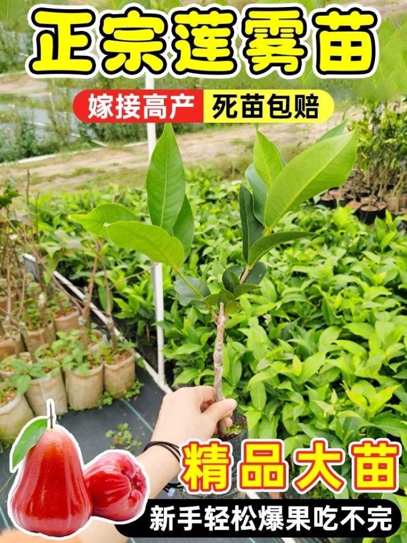 莲雾树苗广西苗木基地各种规格都有，欢迎咨询货源充足