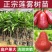 莲雾树苗广西苗木基地各种规格都有，欢迎咨询货源充足