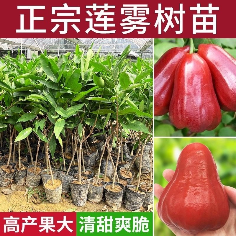莲雾树苗广西苗木基地各种规格都有，欢迎咨询货源充足