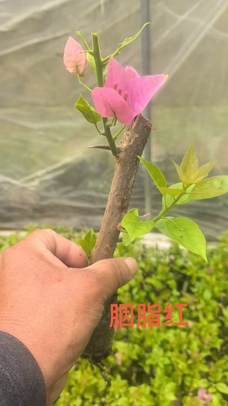 70多个三角梅品种小苗，基地直发