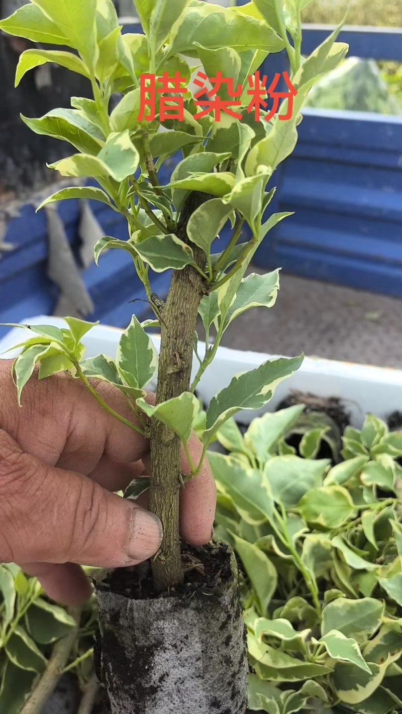 70多个三角梅品种小苗，基地直发
