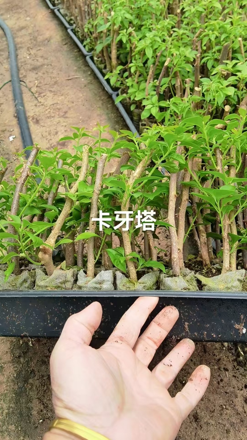 70多个三角梅品种小苗，基地直发