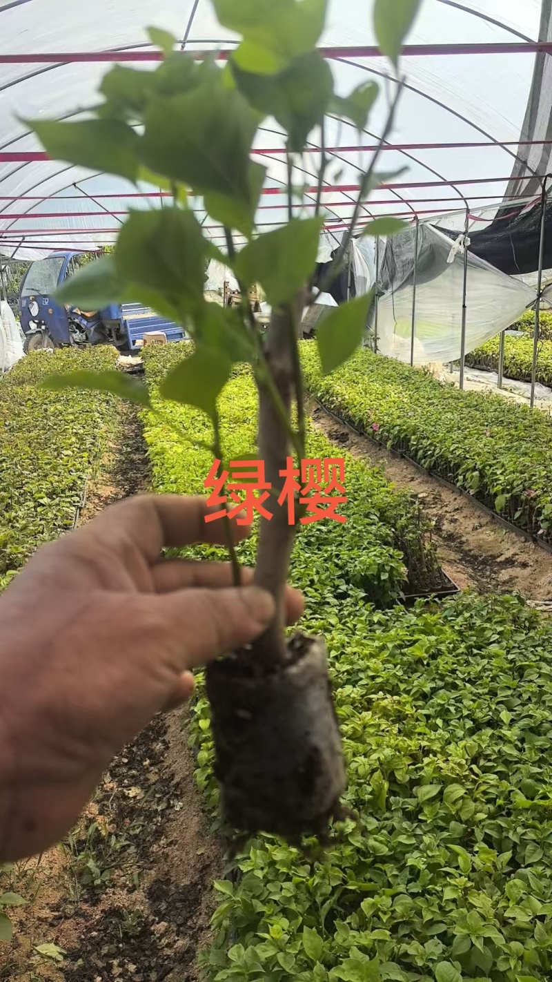 70多个三角梅品种小苗，基地直发