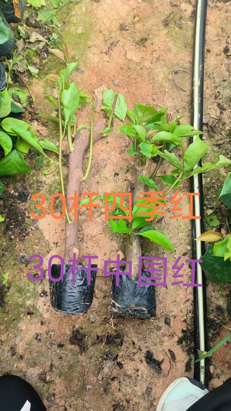 70多个三角梅品种小苗，基地直发