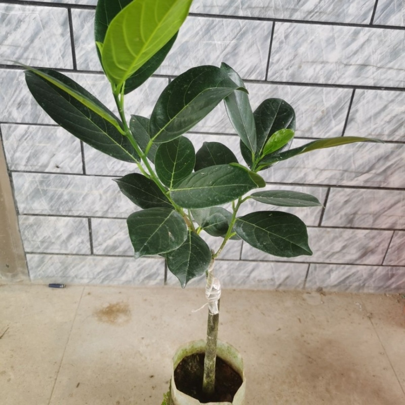 菠萝蜜苗广西四季苗货源充足各种苗木都有欢迎选购咨询