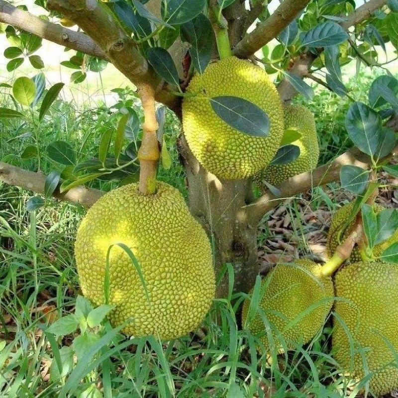 菠萝蜜苗广西四季苗货源充足各种苗木都有欢迎选购咨询