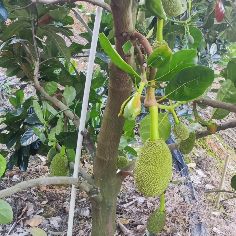 菠萝蜜苗广西四季苗货源充足各种苗木都有欢迎选购咨询