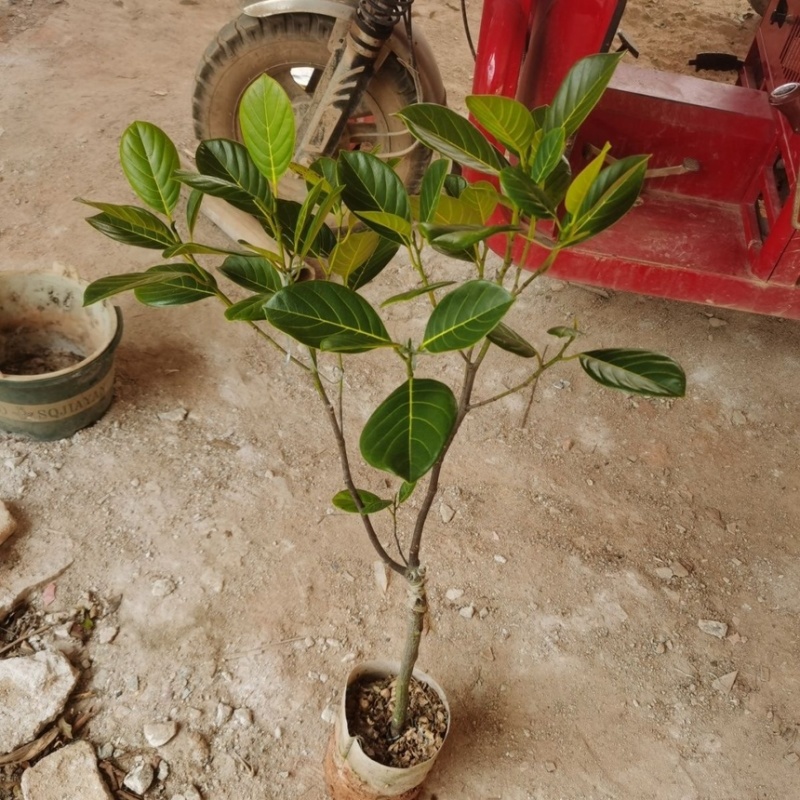 菠萝蜜苗广西四季苗货源充足各种苗木都有欢迎选购咨询