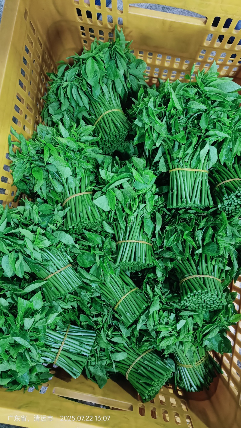 树仔菜