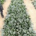 豫艺墨玉绿菠菜种子半圆叶抗霜霉病高产丹麦菠菜春秋冬大棚