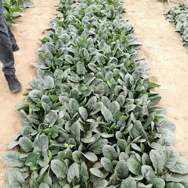 豫艺墨玉绿菠菜种子半圆叶抗霜霉病高产丹麦菠菜春秋冬大棚